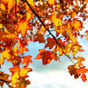 Herfs / Wintercollectie